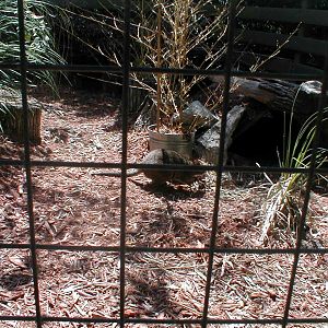 (Now Closed) Austrailian Walkabout - Wallaby (species ID?)