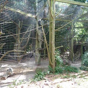 Spider Monkey Exhibit