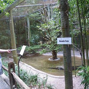 Alligator Exhibit