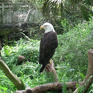 Southern Bald Eagle