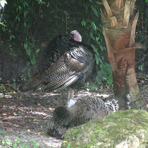 Florida Wild Turkey