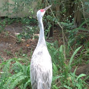 Florida Sandhill Crane