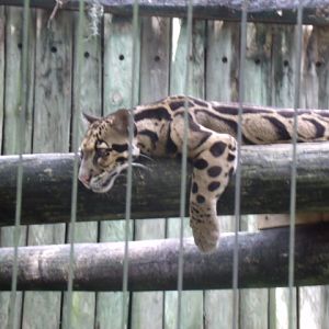 Clouded Leopard