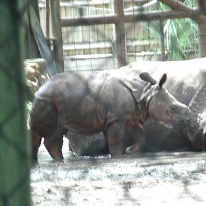 Indian Rhinoceros Calf