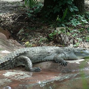Orinoco Crocodile