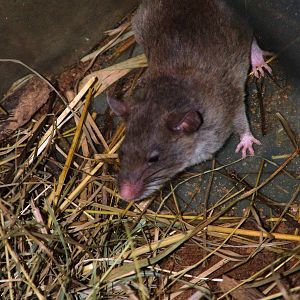 Long-tailed Pouched Rat at Pilsen, 01/09/12