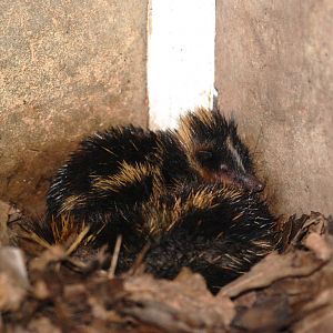 Lowland Streaked Tenrecs at Pilsen, 01/09/12