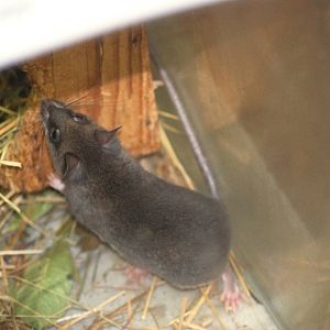 Grandidier's Tufted-tailed Rat at Pilsen, 01/09/12