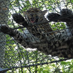 Leopard overhead