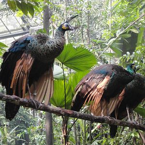 Green Peafowl