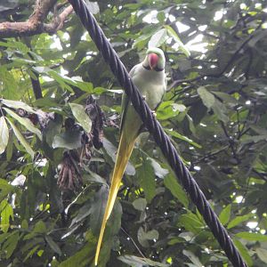 Alexandrine Parakeet