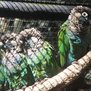 Pearly Conures
