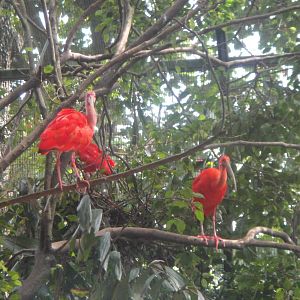 Scarlet Ibis