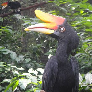 Rhinoceros Hornbill