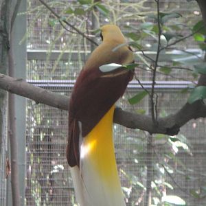 Lesser Bird of Paradise