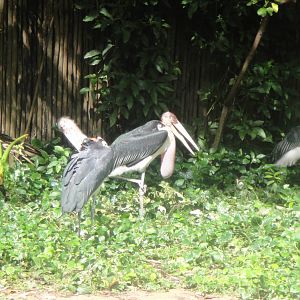 Marabou Storks