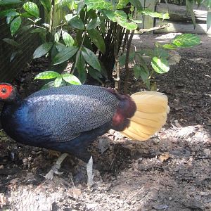Malay Crestless Fireback