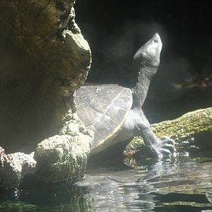 Southern River Terrapin