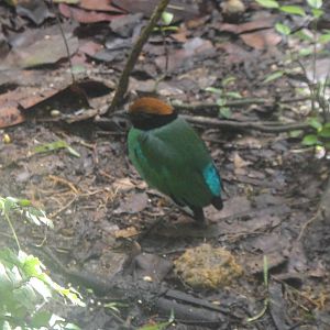 Hooded Pitta