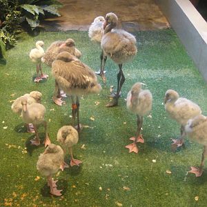 Flamingo chicks