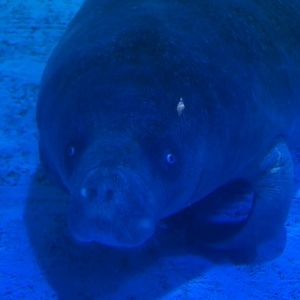 West African Manatee in COEX aquarium