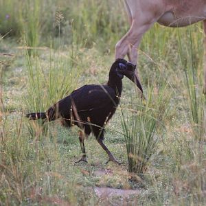 Abyssinian Ground Hornbill female