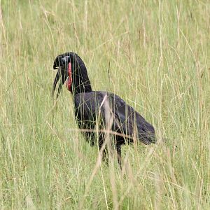 Abyssinian Ground Hornbill male
