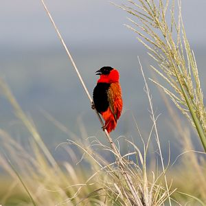 Northern Red Bishop