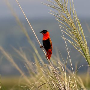 Northern Red Bishop