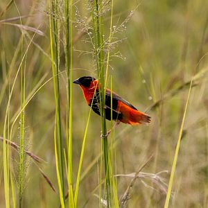 Northern Red Bishop