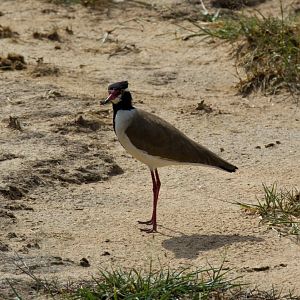 Black-headed Lapwing