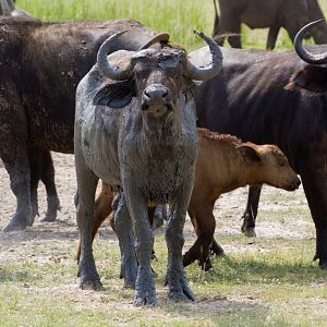 Cape Buffalo with a mudpack