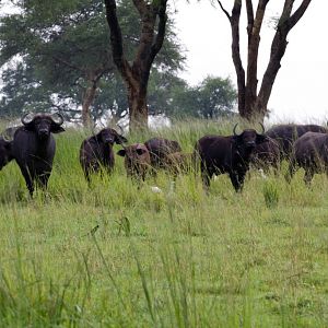 Cape Buffalo herd