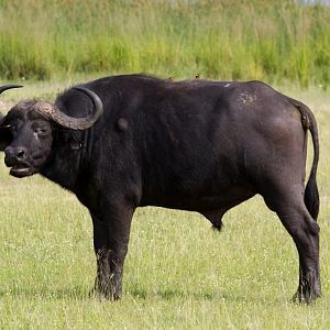 Cape Buffalo