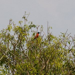 Northern Carmine Bee-eater