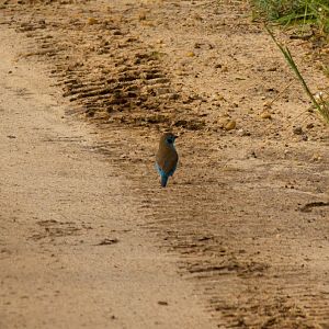 Red-cheeked Cordon-Bleu