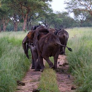 Elephants on the road