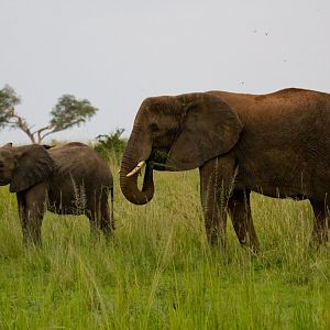 Elephants