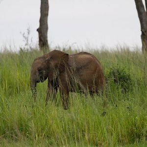 Elephant infant