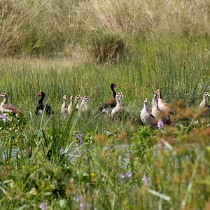 Spurwinged Geese and Egyptian Geese