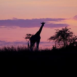 Giraffe at sunrise