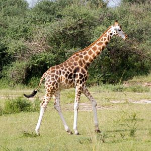 Rothschilds Giraffe