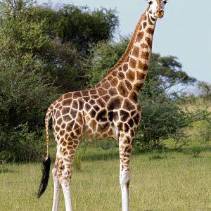 Rothschilds Giraffe