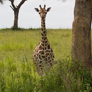Young Rothschilds Giraffe