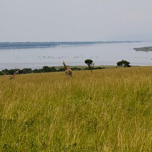 Rothschilds Giraffe and Lake Albert