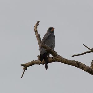 Dark Chanting Goshawk