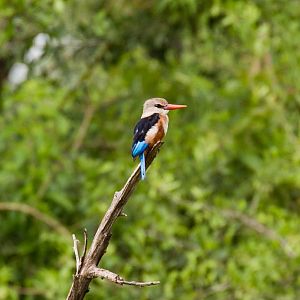Grey-headed Kingfisher