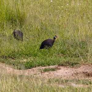 Helmeted Guineafowl