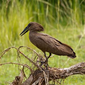 Hamerkop