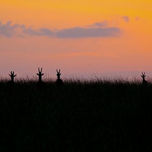 Hartebeest at sunrise